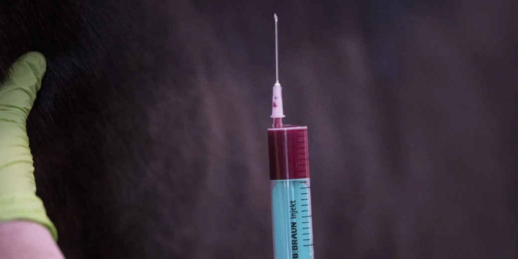 Blutprobe in einer Spritze bei der Labordiagnostik